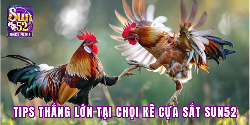 Tips thắng lớn tại chọi kê cựa sắt Sun52 Tips thắng lớn tại chọi kê cựa sắt Sun52