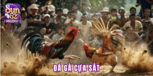 đá gà cựa sắt