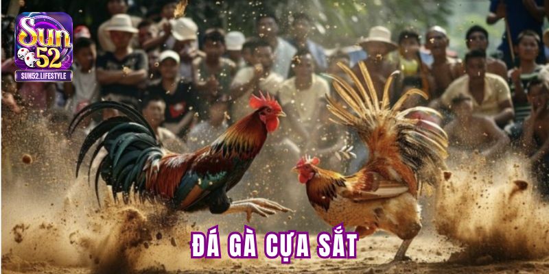 đá gà cựa sắt