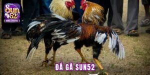 đá gà SUN52