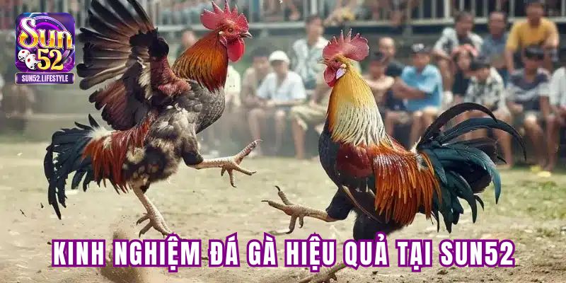 Kinh nghiệm đá gà hiệu quả tại SUN52 cho người mới Kinh nghiệm đá gà hiệu quả tại SUN52 cho người mới