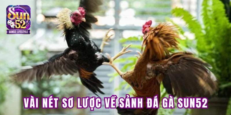 Vài nét sơ lược về sảnh đá gà tại SUN52 Vài nét sơ lược về sảnh đá gà tại SUN52