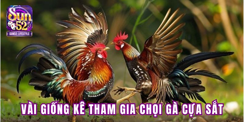 Vài giống kê tham gia chọi gà cựa sắt Vài giống kê tham gia chọi gà cựa sắt