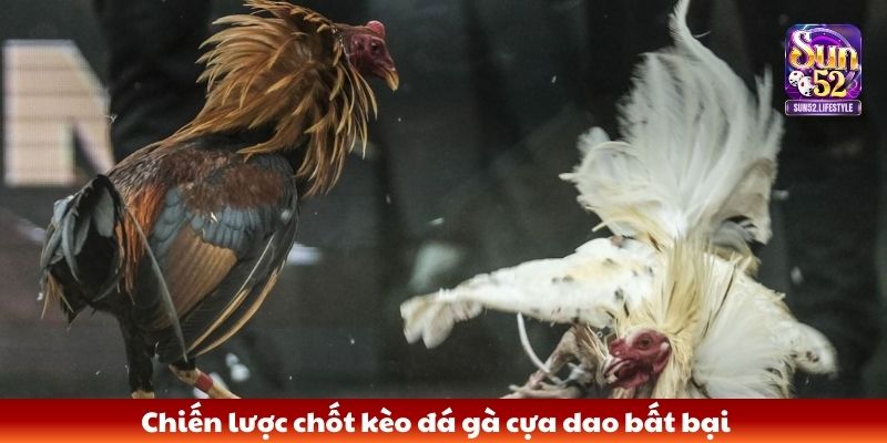 đá gà cựa dao Chiến lược chốt kèo đá gà cựa dao bất bại
