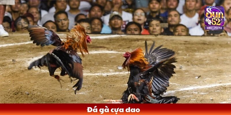 đá gà cựa dao