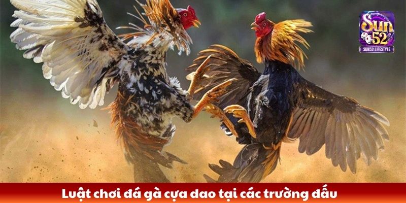 đá gà cựa dao Luật chơi đá gà cựa dao tại các trường đấu