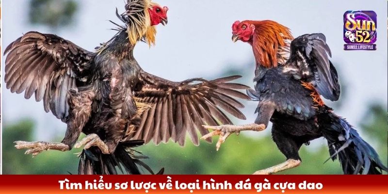 đá gà cựa dao Tìm hiểu sơ lược về loại hình đá gà cựa dao