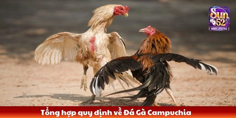 Tổng hợp quy định về Đá Gà Campuchia
